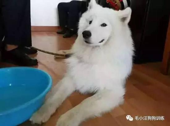 主人把你遺忘到腦后了吧?