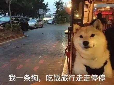 薩摩耶的主人,