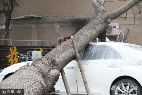 　　济南街头巨型大树砸车 横躺路边