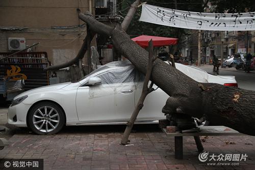 　　济南街头巨型大树砸车 横躺路边				