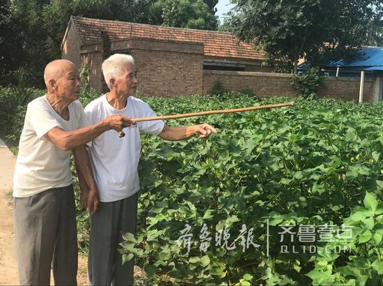 老人们大致指出77年前挖地窖藏伤员的地方。