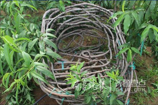 經過10年精心培育,萊西果農張為仁用桃樹“種”出了桌椅,1把桃枝椅子的售價就到達2萬多元。