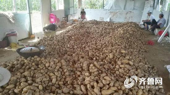被搶挖后地里剩下的土豆