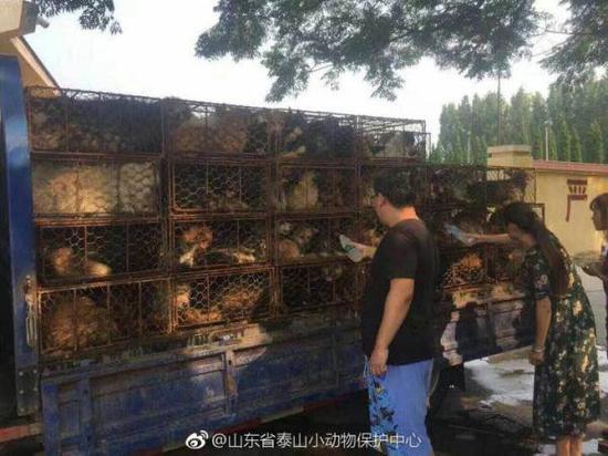 愛狗人士為被解救的狗喂水喂食。