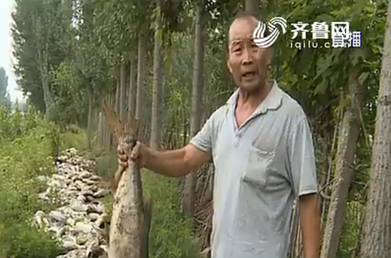 a678ff0c28862ceae09c3d1ce29567b8.png 魚塘的水發出刺鼻的腥臭,水面上除了飄著死魚外,還浮著一些墨綠色的東西。邊先生估計魚死亡跟水里的漂浮物有關。