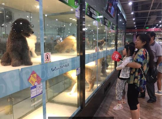 在济南派嘉宠物体验馆,店内的各种宠物、宠物用品等展示柜前有许多市民驻足挑选。