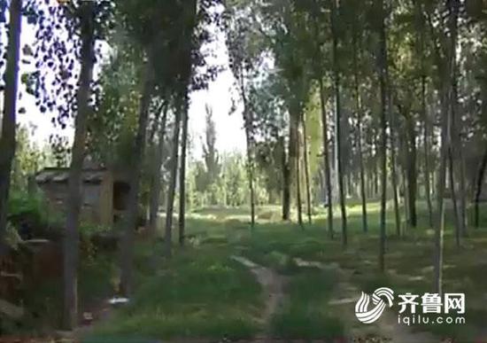 小月家住德州市陵城區邊臨鎮的白莊村,村子不大,只有十幾戶人家,緊挨著村莊的就是大片的楊樹林。
