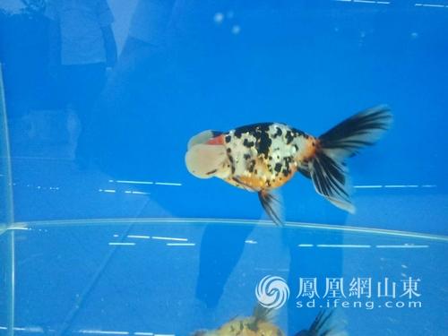 80余种精品金鱼游来淄博 游姿婀娜引围观