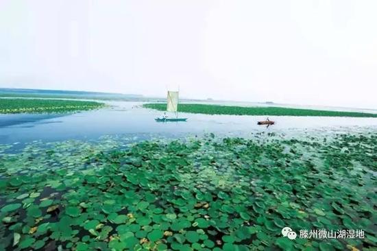 难忘师恩 滕州微山湖湿地教师节特惠来袭