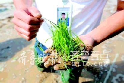 5月份海水稻研发试验基地已完成播种工作,11月份将收获。(资料图)