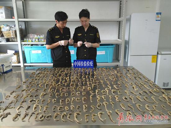 被查獲的海馬