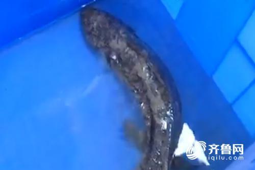 為了讓娃娃魚有一個良好的生活環境，民警聯系了濟南市動物園的工作人員，隨后動物園的相關工作人員立即驅車趕到了華山派出所。