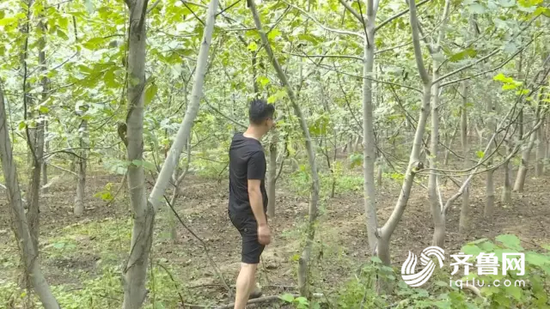 小李在核桃園還發現了一個竹竿,用竹竿打核桃,不容易掰斷枝子,一看對方就是個行家里手。