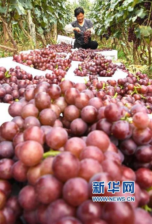 農(nóng)民在采收葡萄