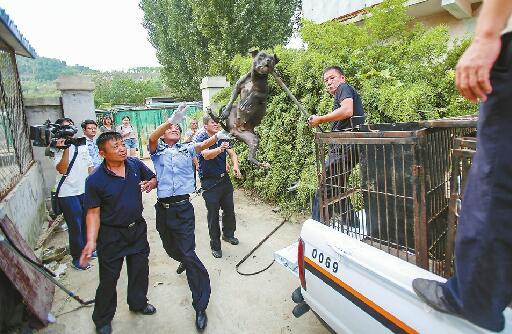 23日，警方在涉事獒園內(nèi)收繳了12條比特犬。 本版照片均由記者劉玉樂 攝