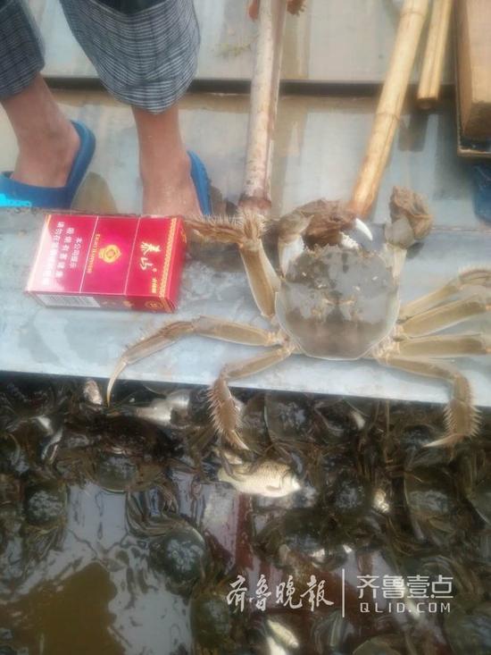 今年的黃河口大閘蟹規(guī)格普遍很高。聶金剛 攝