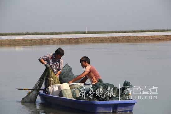 黄河口大闸蟹喜获丰收。聂金刚 摄