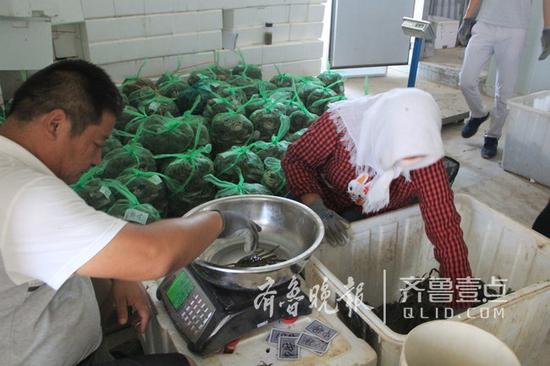 工人們按重量分揀黃河口大閘蟹。 聶金剛 攝
