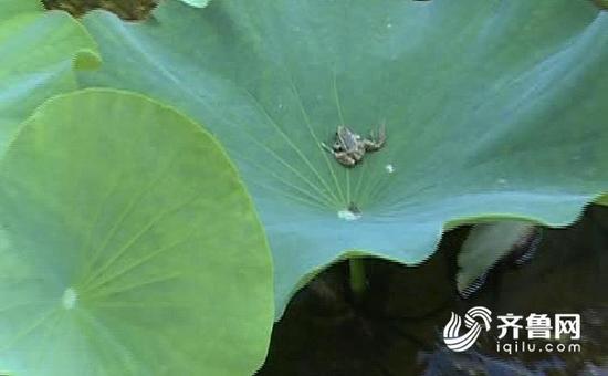 由于这只青蛙的健康状况良好，随后，罗福池将它放回了荷花塘。