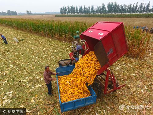 山东已收获玉米1384万亩