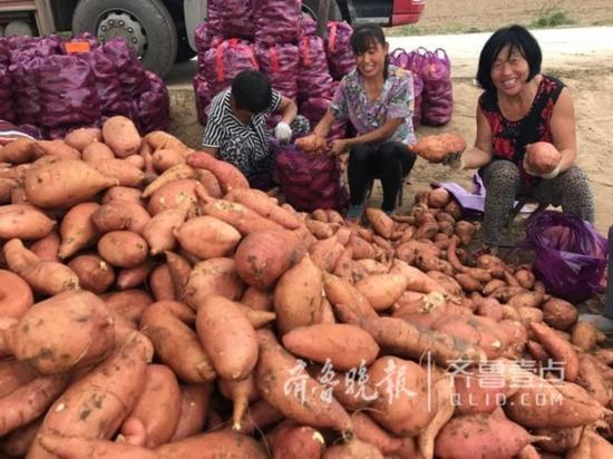 地瓜喜獲豐收。齊魯晚報 齊魯壹點記者 崔如坤 攝