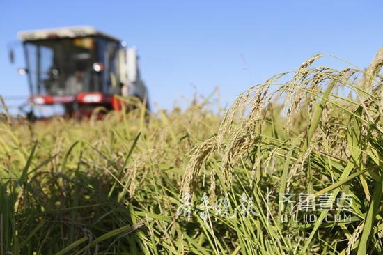 收割、装袋、测量……