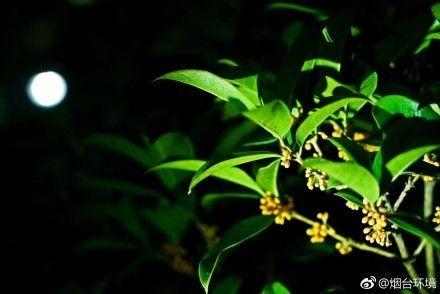 海上生明月，天涯共此時。中秋之夜，從那一抹多姿的晚霞，到這一輪當(dāng)空的明月，煙臺已美得不似人間……