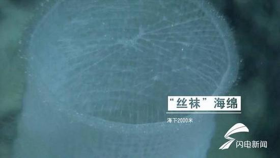 （“丝袜”海绵：海下2000米。）