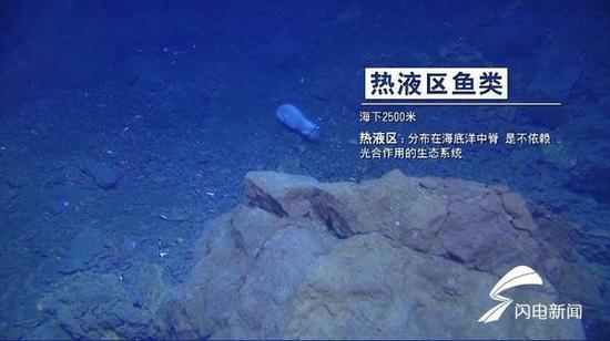 (熱液區魚類:海下2500米。)