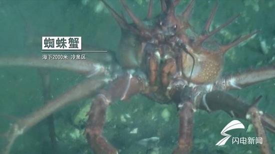 (蜘蛛蟹:海下2000米冷泉區。)