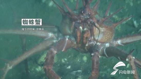 （蜘蛛蟹：海下2000米冷泉区。）