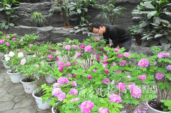 曹州牡丹園四季牡丹展覽溫室內(nèi)，牡丹花開正艷。