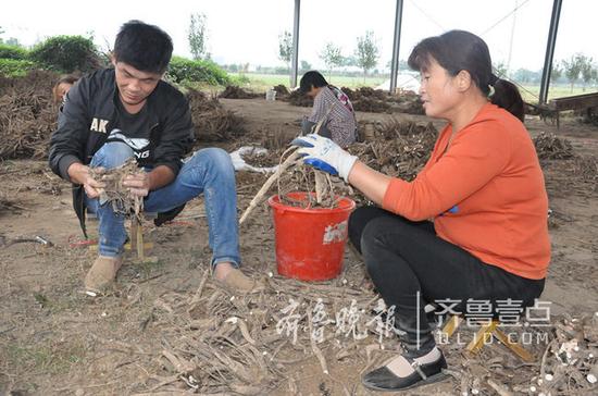 农户为即将销售的牡丹苗木修剪根部。