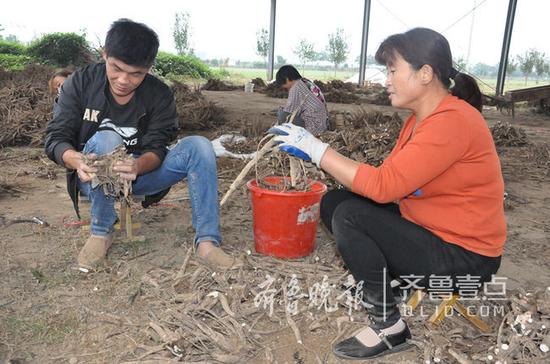 農(nóng)戶為即將銷售的牡丹苗木修剪根部。