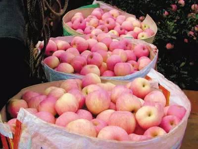 煙臺蘋果何須吹,