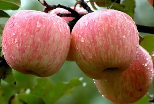 (紅富士:晚熟、質優、味美、耐貯)