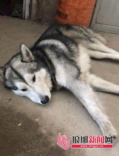 付先生的愛犬“初一”的樣子。