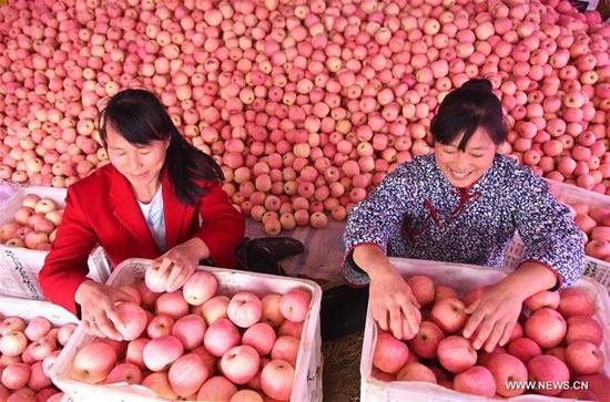 果農(nóng)在分揀蘋果。