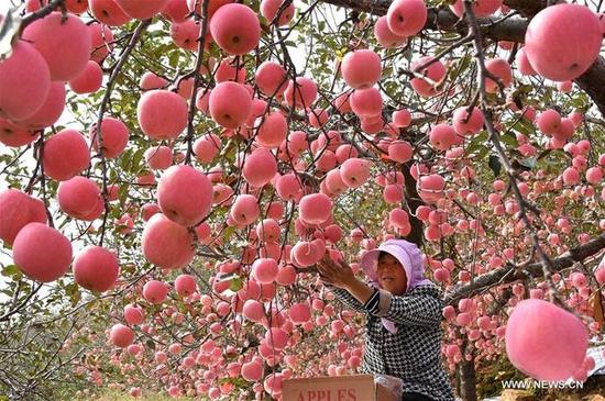 果农在采摘苹果。