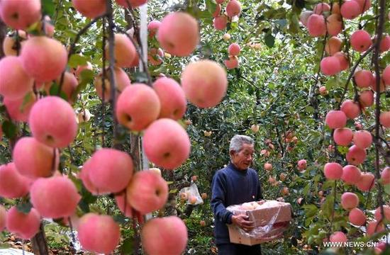 果農(nóng)在搬運蘋果。