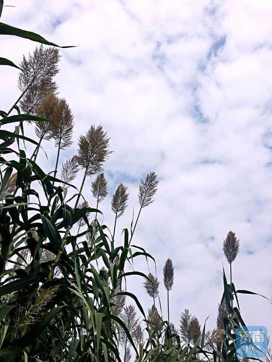 雨水洗刷后的济南天空，18日上午，迎来了一团团“棉花云”，层叠的云层之间透出碧蓝天空。