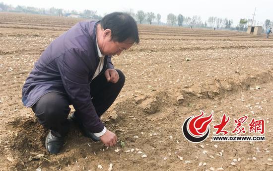现在是播种大蒜的季节，冯崇宝来到田里，查看耕种情况。大众网记者 张玛睿 摄