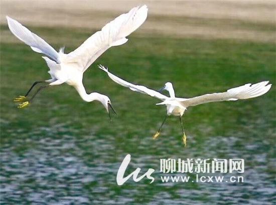 近日，在聊城濱河大道北首橡膠壩處白鷺翩翩起舞，近年來河上的白鷺越來越多可見聊城河道的生態(tài)越來越好了。