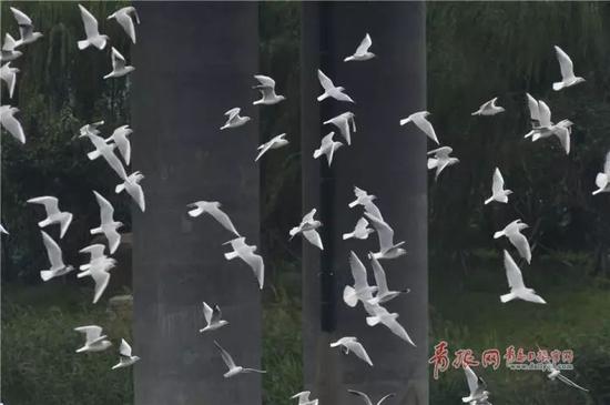 越冬栖息在青岛市李村河入海口的红嘴鸥。(图/“青岛观”摄影师王海滨)