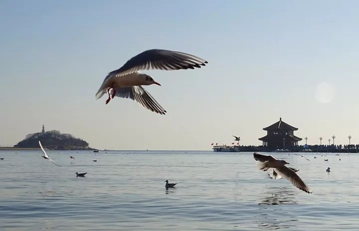 羽翼银白、红嘴赤脚的小精灵,自由地在空中“漫步”,令人心生向往。(图/青岛观摄影师崔超)