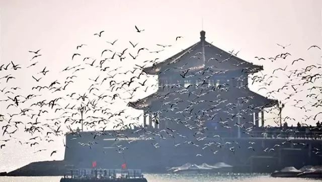 大批海鸥很快将陆续抵达,