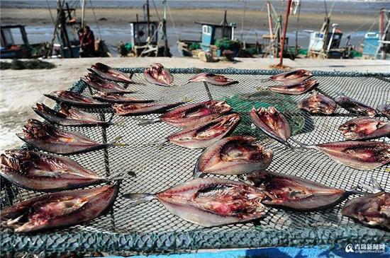 记者今天上午在晒鱼之乡港东村看到，因为风大所有渔船都靠港休息，当地村民正在忙碌地制作晒鱼。