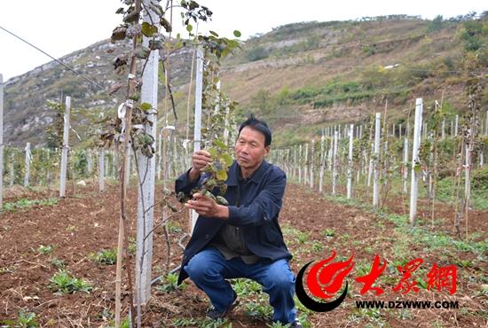 今年70岁的白顺兵在大山里了穷了一辈子,小小猕猴桃让他重新看到过好日子的希望。(记者 王宗阳 摄)