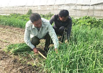 农场工作人员收割蔬菜。(钱堃 摄)