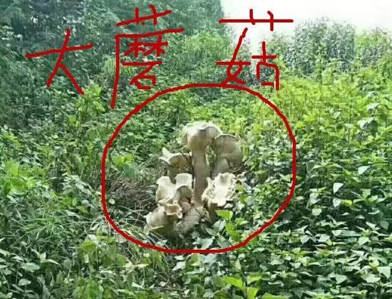 纳尼?蘑菇?这不是搞笑吧,蘑菇有啥好看的?